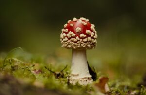 Fliegenpilz spirituelle Bedeutung