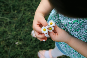 Gänseblümchen essen